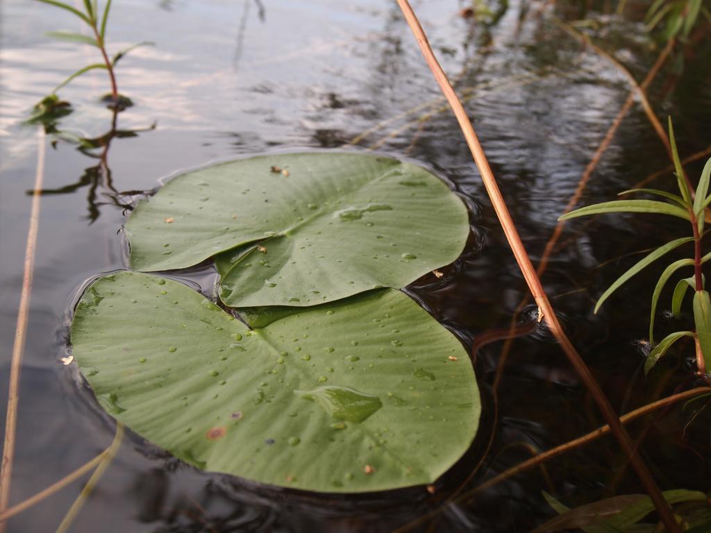 Kuoreksenniemi Villas & Lakehouse Puumala Kültér fotó
